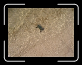 Tortola 142 * Blue crab * 2048 x 1536 * (1.94MB)